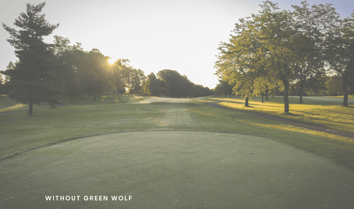 Green Wolf Guardian - Black Green