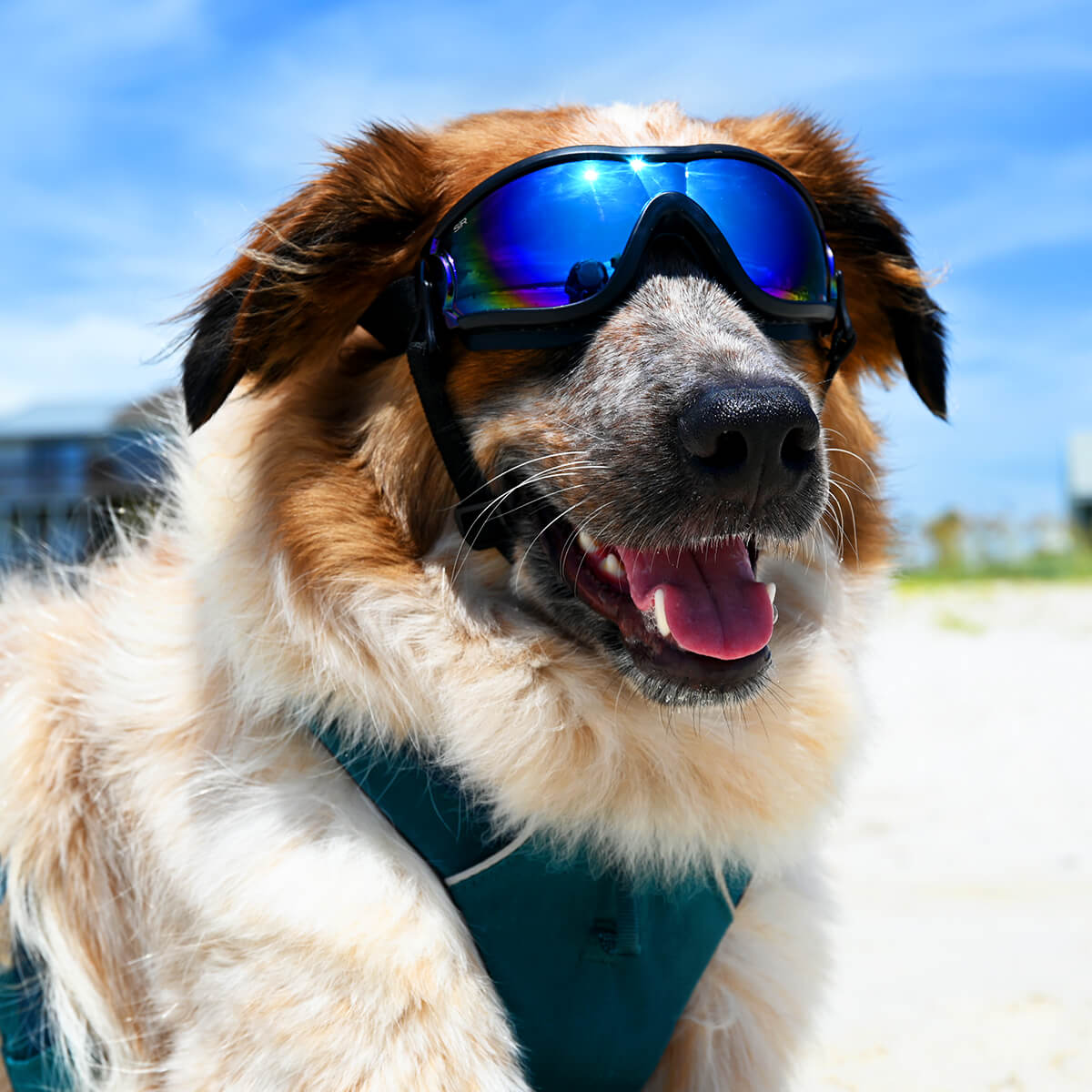 S|R Dog Goggles Shady Rays® | Polarized Sunglasses 